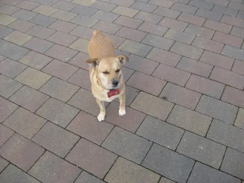 Foto vom Lamatrekking