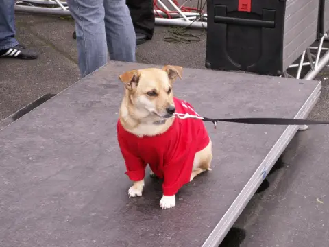 Foto vom Turnfest Mainz 2010