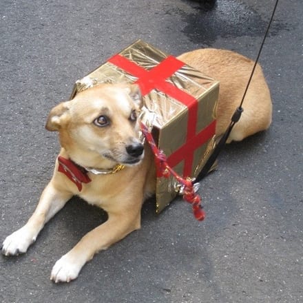 Vereinsmaskottchen Mia